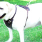 Horse Brown Belt Style Buckles Leather Dog Harness